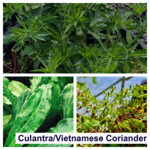 Vietnamese Coriander (Rau Răm / Laksa Leaf)