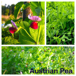 Austrian Pea (Pisum sativum subsp. arvense)