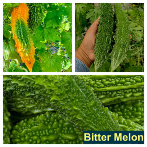 Bitter Melon (Momordica charantia) 