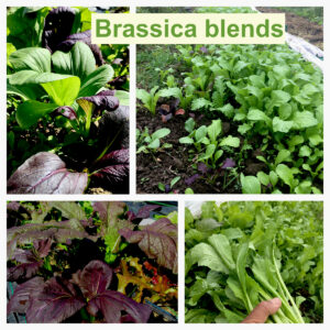 Brassica Blends