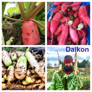 Daikon Blends (Raphanus sativus var. longipinnatus.) 