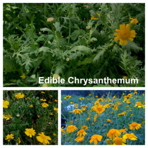 Edible Chrysanthemum(Glebionis corona) 