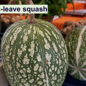 Fig-Leaf Squash(Cucurbita ficifolia) 