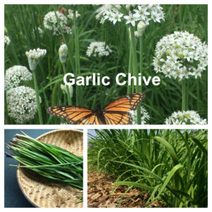 Garlic Chive (Allium tuberosum)