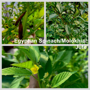 Egyptian Spinach/Molokhia/ (Corchorus olitorius) 