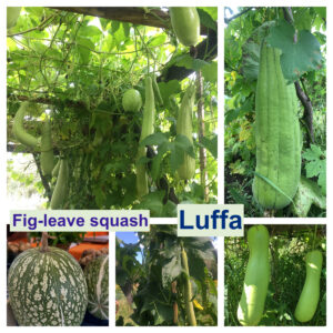 Luffa (Luffa cylindrica/Luffa aegyptiaca)