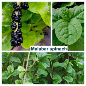 Malabar Spinach (Basella alaba L.)