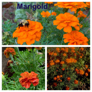 Marigold (Tagetes spp.)