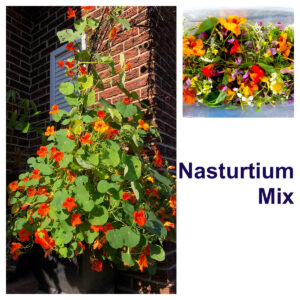 Nasturtium Mix (Tropaeolum majus)