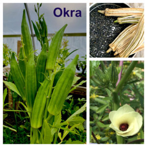 Okra (Abelmoschus esculentus)  