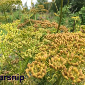 Parsnip (Pastinaca sativa)