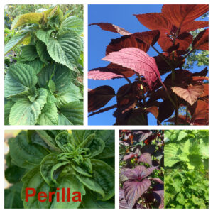 Perilla Mix  (Perilla frutescens)