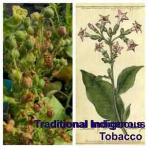 Traditional Indigenous Tobacco (Nicotiana rustica / Nicotiana quadrivalvis)