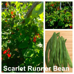 Scarlet Runner Bean (Phaseolus coccineus)