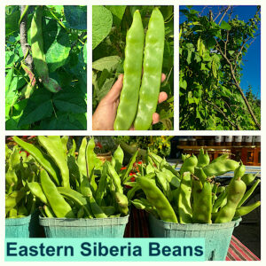 Eastern Siberia Bean (Phaseolus vulgaris var. Chinensis) (东北油豆)