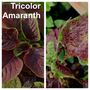 Tricolour Amaranth (Amaranthus caudatus)