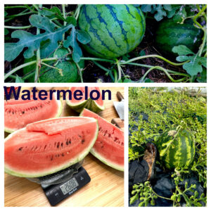 Watermelon Crimson Sweet (Citrullus lanatus)