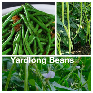 Yardlong Bean (Vigna unguiculata subso. sesquipedalis)