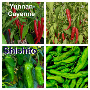 Shishito Pepper (Capsicum annuum) 