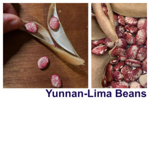Yunnan Lima Bean (Phaseolus lunatus)
